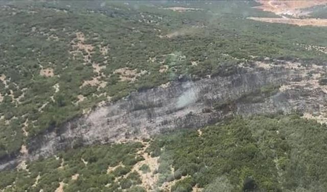 Muğla'da maki yangını; alevlerden kaçan kaplumbağa taşların arasına sığındı