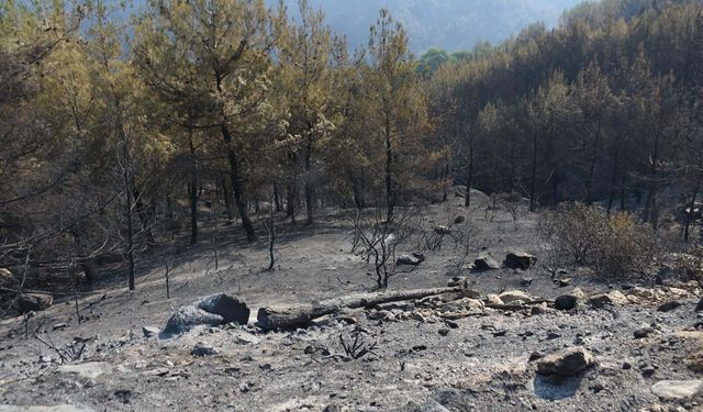 Aydın’da orman yangını 4’üncü gününde: Havadan müdahale yeniden başladı