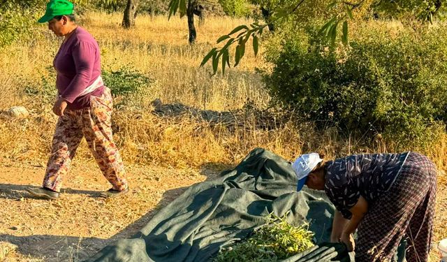 Datça Bademinde Hasat Sezonu Başladı