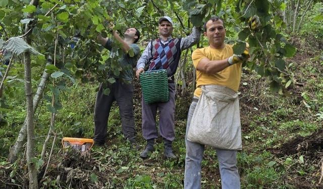Hayır için bağışlanan 1 ton fındık imece usulü toplandı