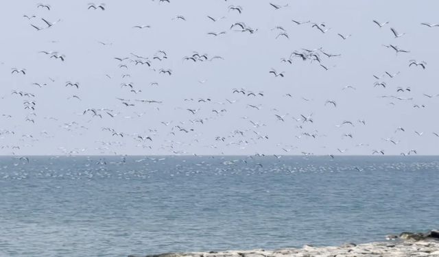 Leyleklerin Afrika yolculuğunda Hatay molası
