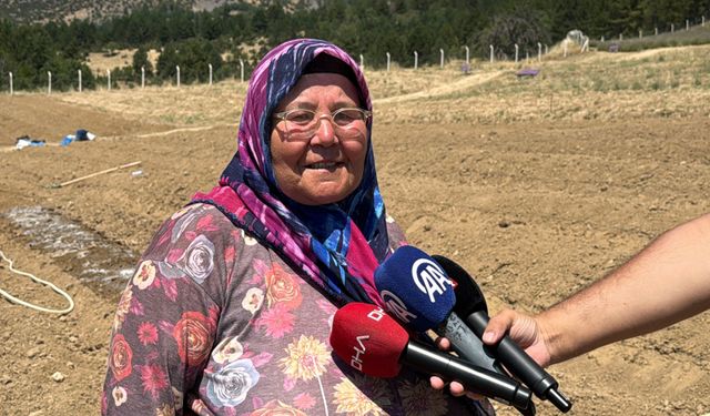 Safran toprakla buluştu