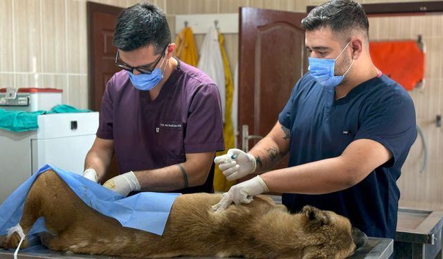 Sincan’da sahipsiz hayvanlara kapsamlı bakım ve rehabilitasyon