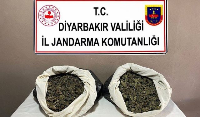 217 bin 608 kök kenevir ve skunk ele geçirildi