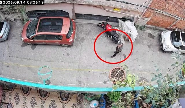 Bursa'da kediye şiddet kamerada