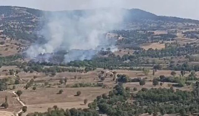 Bursa'da orman yangını