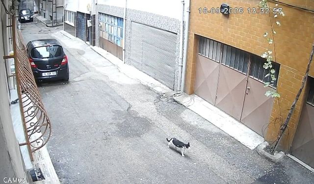 Kedilerin mama kaplarını çöpe atıp, sularını döktüler