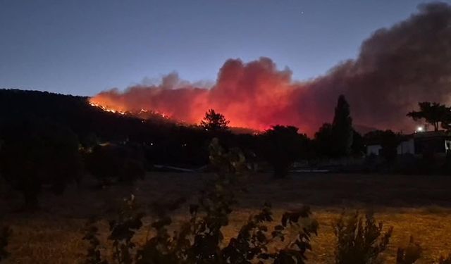 Muğla'da orman yangını