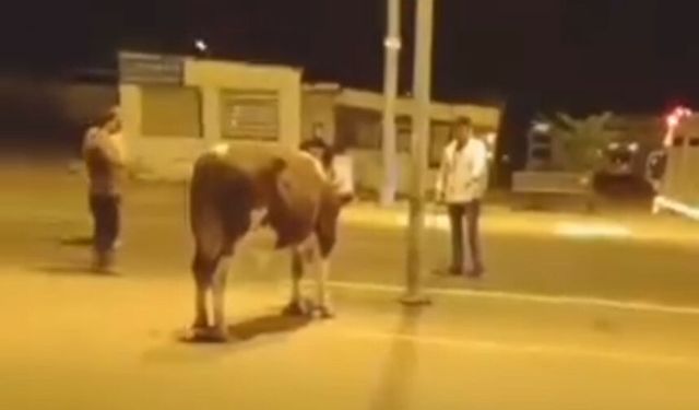 Sahibinin elinden kaçan dana yakalandı