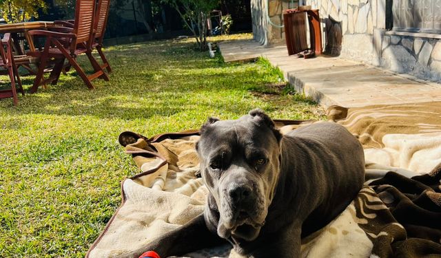 Şila’nın karnından 6 kilo 750 gramlık kitle çıktı! Veteriner uyardı: Belirtiler hafife alınmamalı