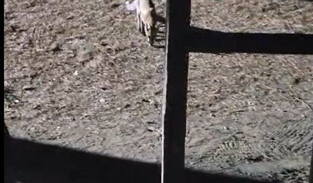 Yanına çağırdığı tilkiyi peynirle besledi