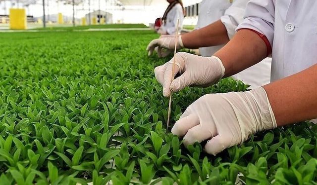 Tarımsal Destekler Artırıldı: Yeni Tutarlar Belli Oldu