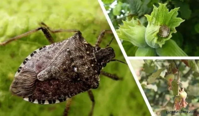 Fındık üreticisinin korkulu rüyası geriledi! Kahverengi kokarcada büyük başarı