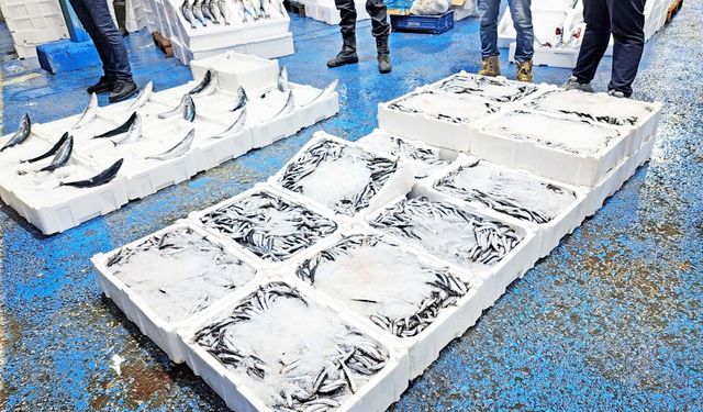Sezon bereketli başladı, balıkçının yüzü güldü