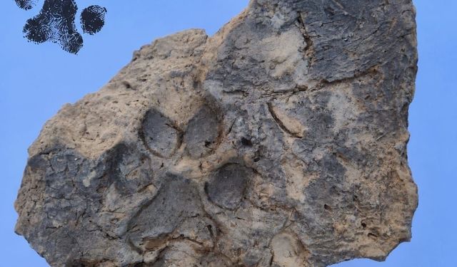 4 Bin Yıllık Kerpiçte Bulundu! Tavşanlı Höyük’te Köpek Patisinin İzleri Ortaya Çıktı