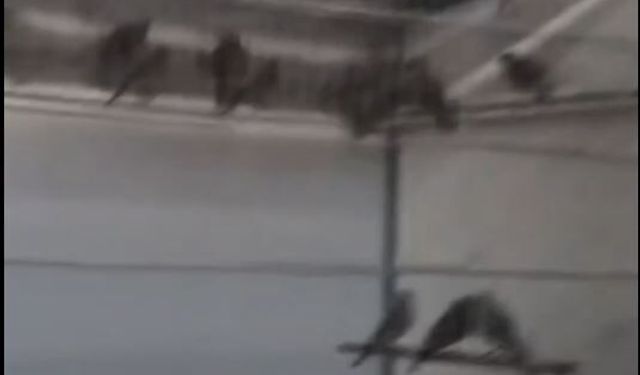 Ankara’da kaçak saka kuşu operasyonu: 134 kuş ele geçirildi