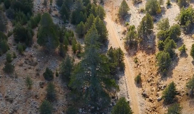 Türkiye’nin Binlerce Yıllık Doğal Mirası Koruma Altında! 10 Bin 963 Anıt Ağaç İçin Seferberlik