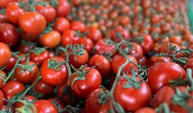 Ankara'nın meşhur lezzeti dünya listesinde! Ayaş domatesi ilk 10'a girdi