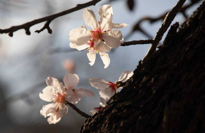 Havaya, Suya, Toprağa Düşen Sıcaklık: Baharın Müjdecisi Cemre Nedir?