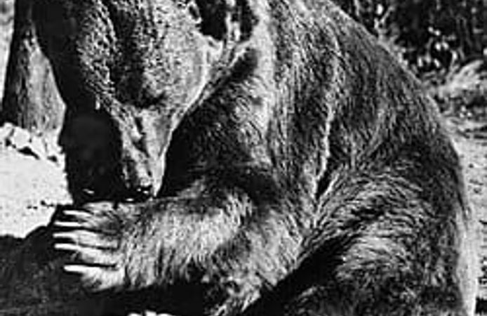 İkinci Dünya Savaşı’nda savaşmış bir ayı: Wojtek