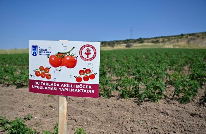 ABB'den Domates Güvesine Karşı Türkiye'de Bir İlk!