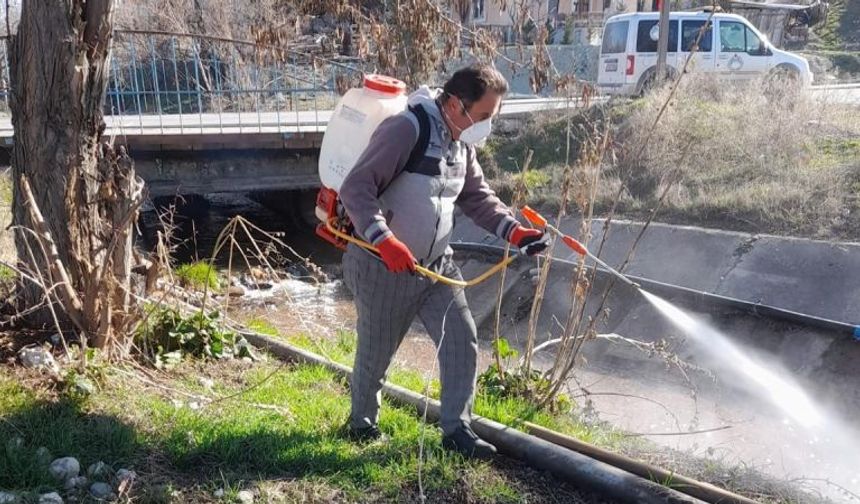 Nallıhan Belediyesi larva ile mücadele ediyor!