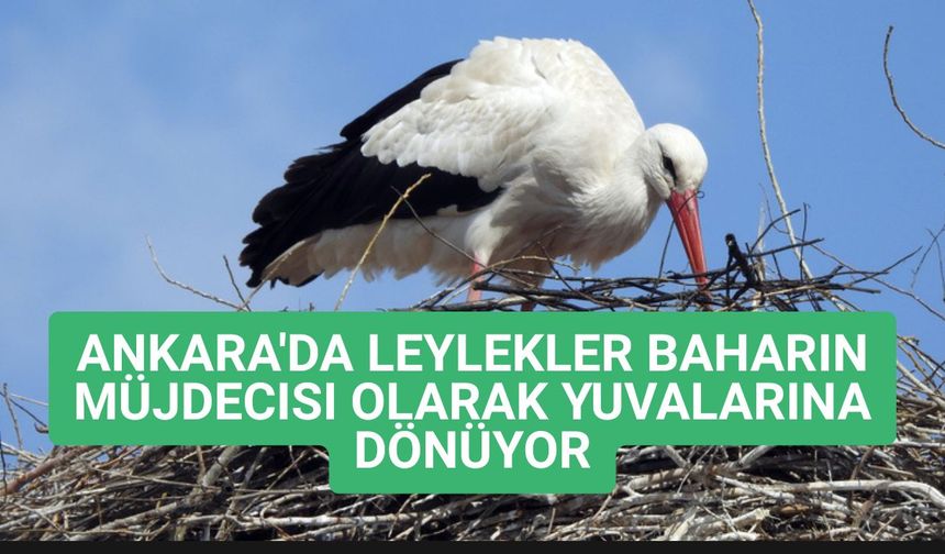 Ankara'da Leylekler Baharın Müjdecisi Olarak Yuvalarına Dönüyor