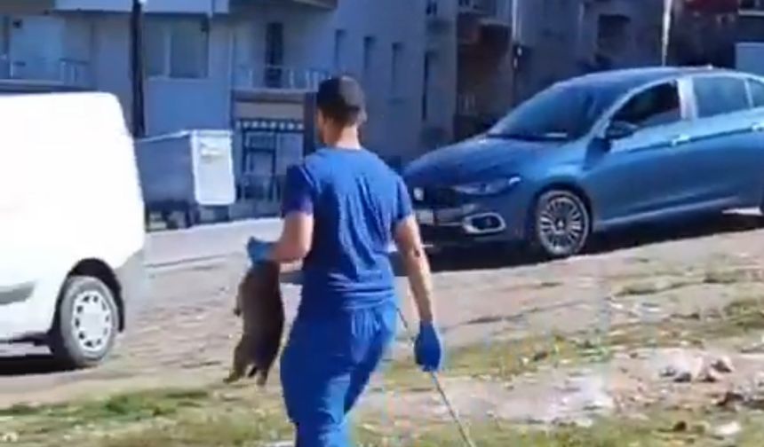 Mamak Belediyesi Hakkında "Köpek Toplama" İddiası