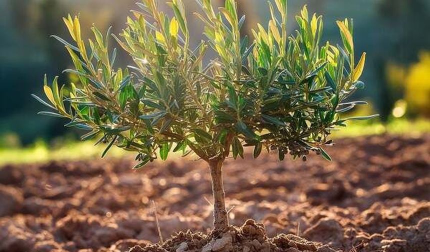 Nallıhan Belediyesi'nden zeytin desteği