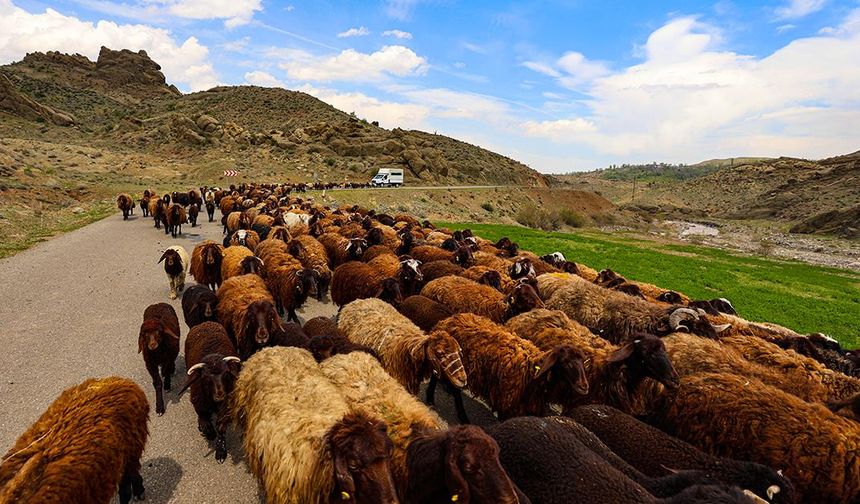 Iğdır'dan yaylalara, göçerlerin "kontrollü" çıkışı başladı