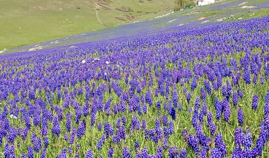 2 bin rakımlı yayla, sümbüller ile renklendi!