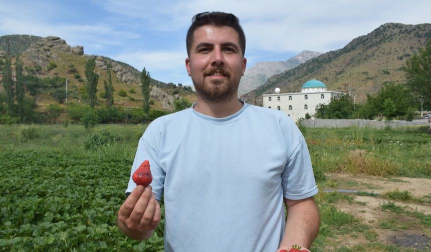 Sason çileği ile tersine göç