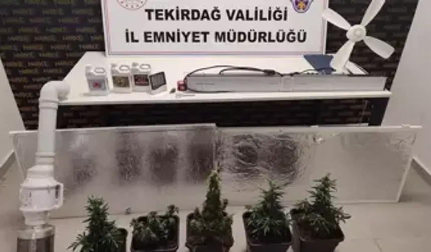 Evlerinde uyuşturucu yetiştiren şüphelilere baskın