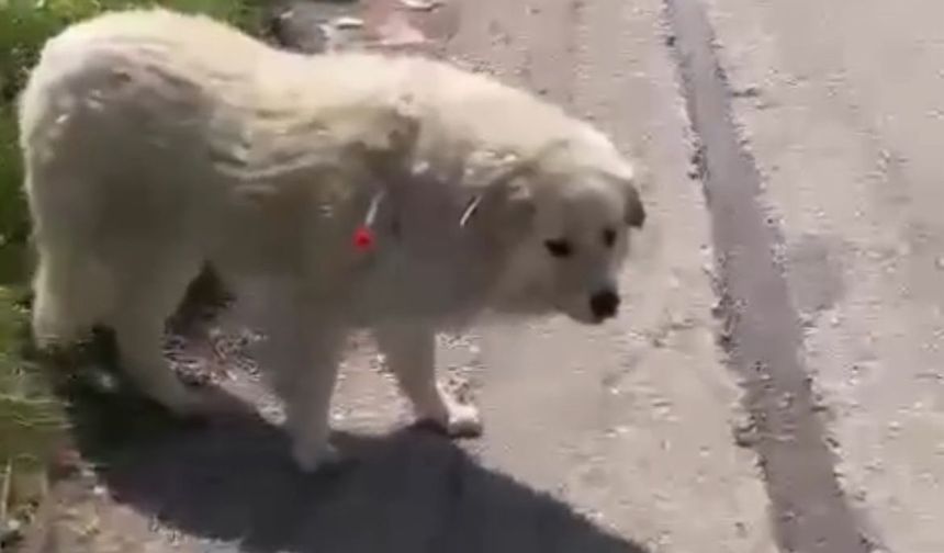 Sahipsiz Değil, Kimsesiz Değillerdi: Kahramankazan’da Köpek Krizi!