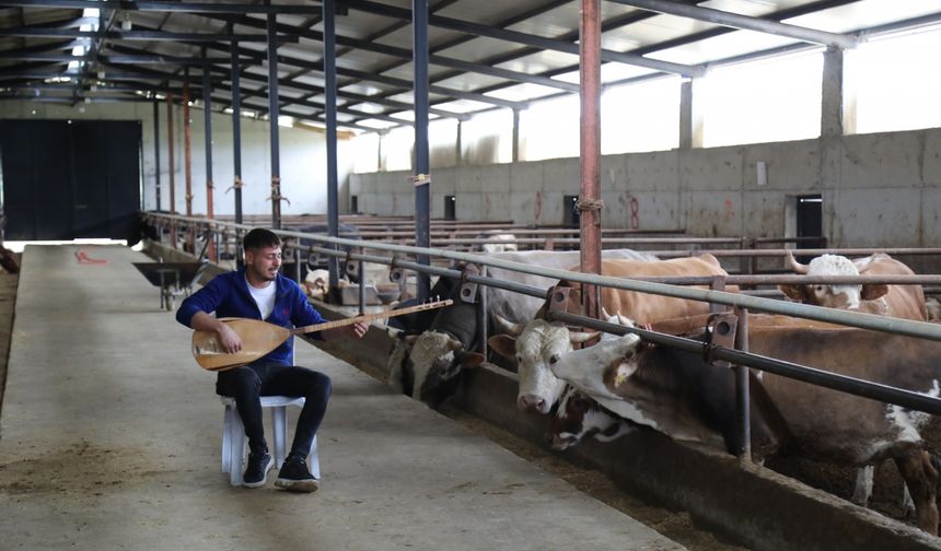 Hayvanlarına konser veriyor!