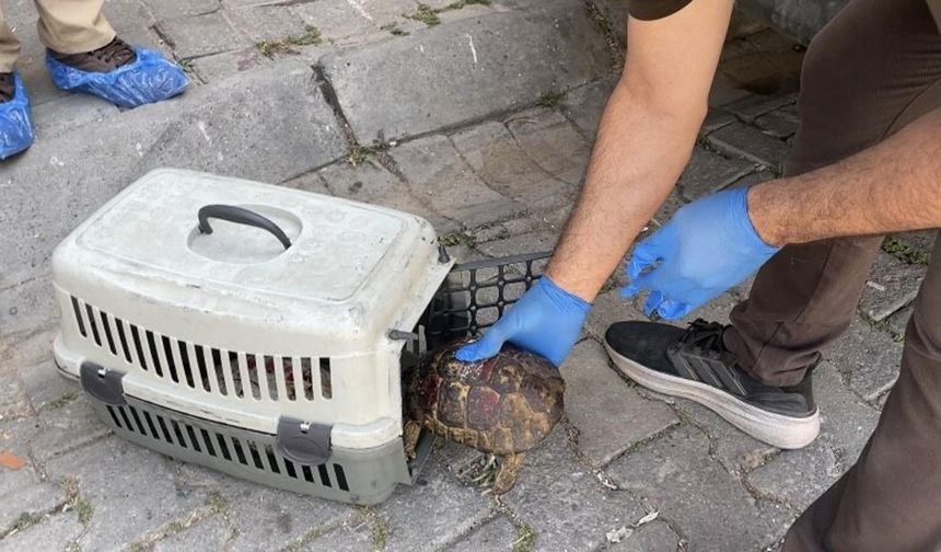 Çöp Dolu Evden 12 Kedi ve 3 Kaplumbağa Kurtarıldı