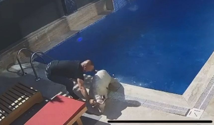 Kesileceğini Anlayınca Kaçtı, Villada Serinledi!
