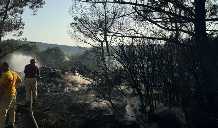 Orman Yangınına Mangal Sebep Oldu: Sorumlu Kişi Tutuklandı