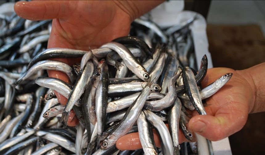 Haymana'da Balık Festivaline Yoğun İlgi!