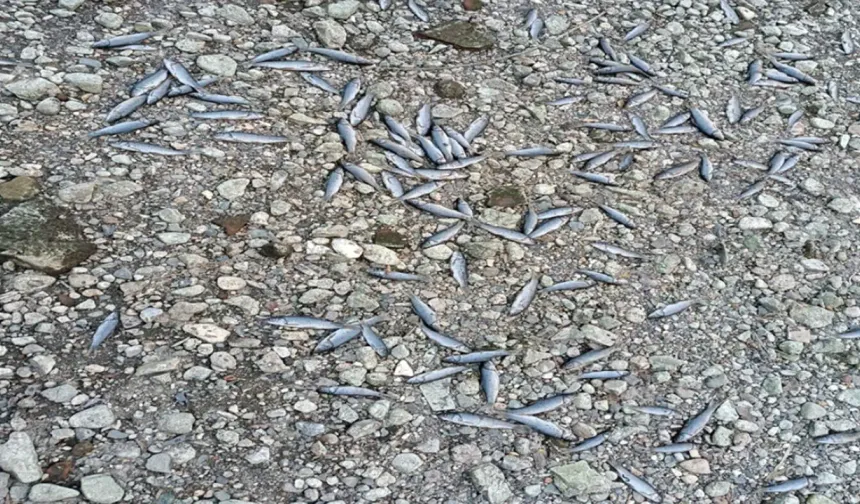 Çanakkale'de çay kısmen kurudu