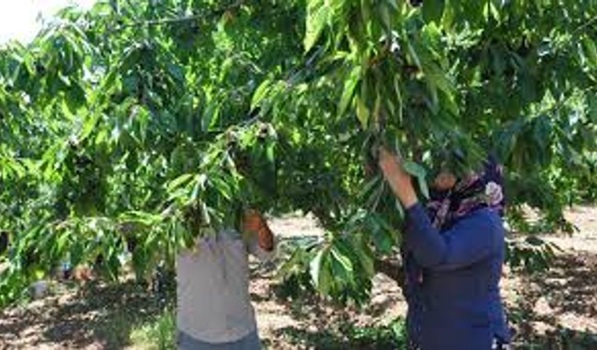 Gaziantep’te kiraz hasadı