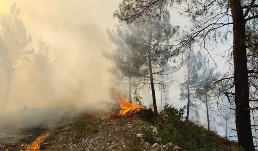 Balıkesir Dursunbey’de Orman Yangını!