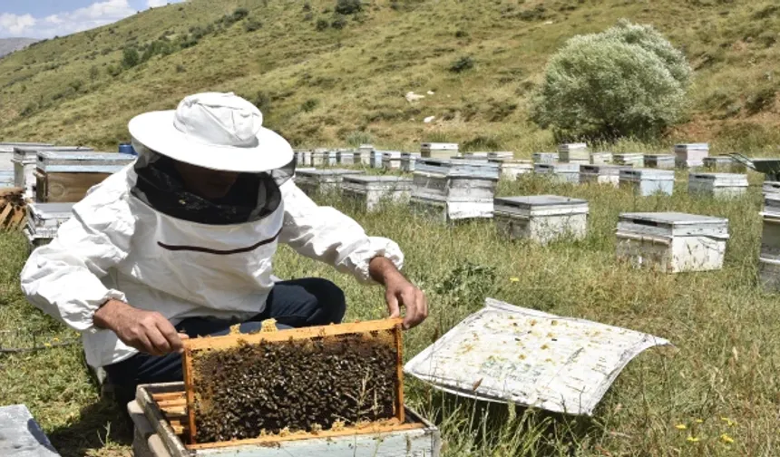 Kuraklık bal üretimini etkiledi