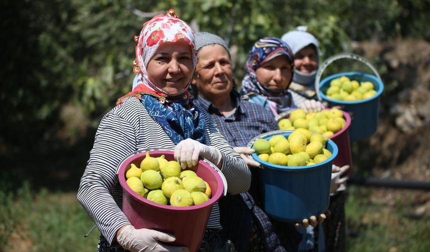 Bunaltıcı Sıcakta İncir Hasatı!
