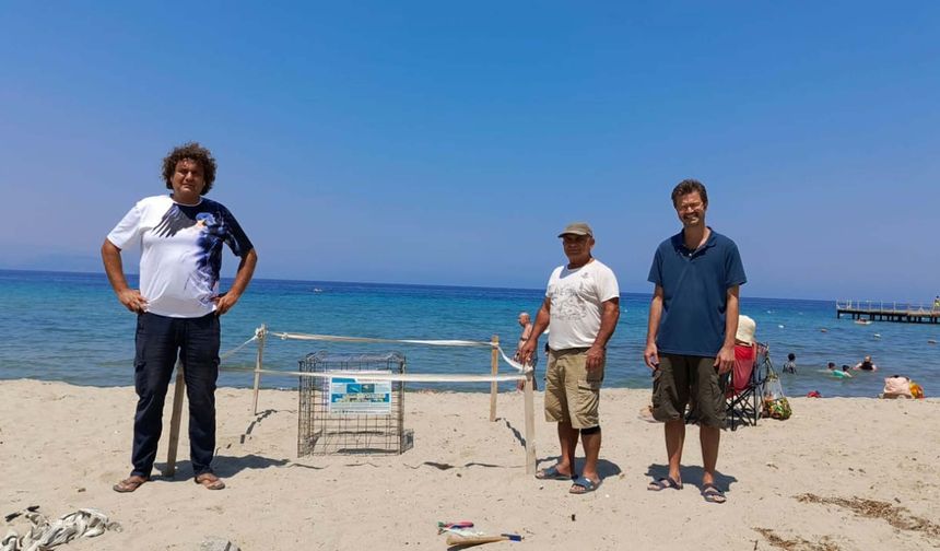 Caretta carettalar son yumurtalarını bırakmak için sahile çıkıyor!