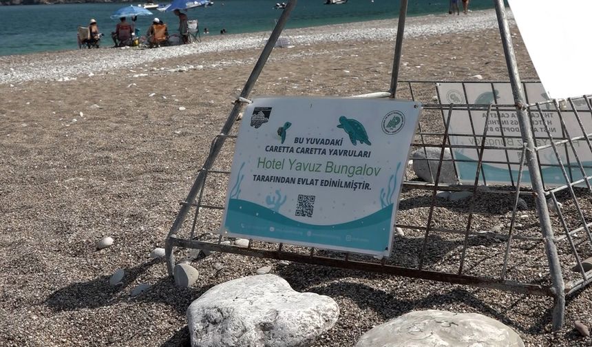 Çıralı'da işletmeler, caretta carettaları sahiplendi!