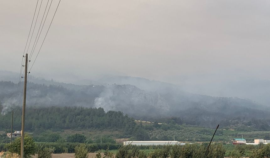 Sakarya'da orman yangını devam ediyor