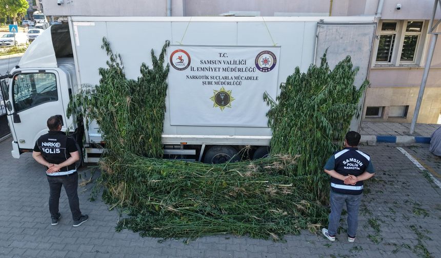 Samsun'da  kenevir operasyonu