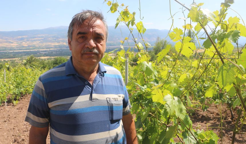 Tokatta 1 ton yaprak çalındı
