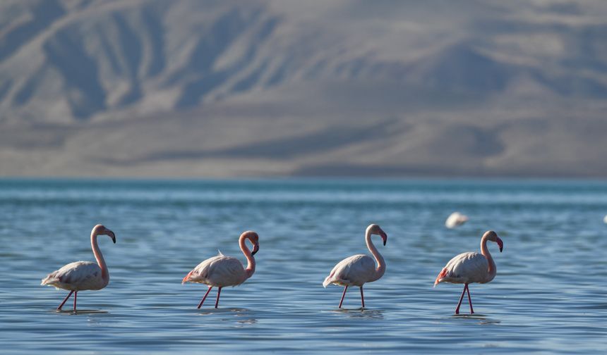 Van Gölü Havzası'nda Flamingoları Kuraklık Vurdu